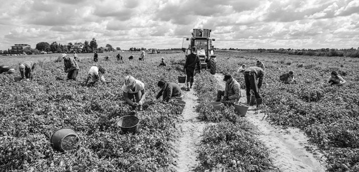 Caporalato: cos'è e cosa prevede la legge per il reato di sfruttamento del lavoro