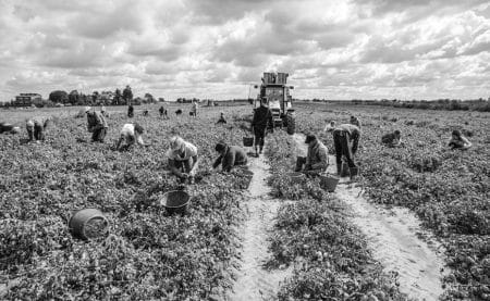 Caporalato: cos'è e cosa prevede la legge per il reato di sfruttamento del lavoro