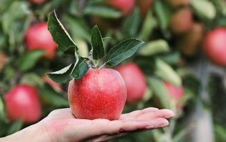 Disoccupazione agricola 2019: domanda in scadenza il 1° aprile Disoccupazione agricola 2019