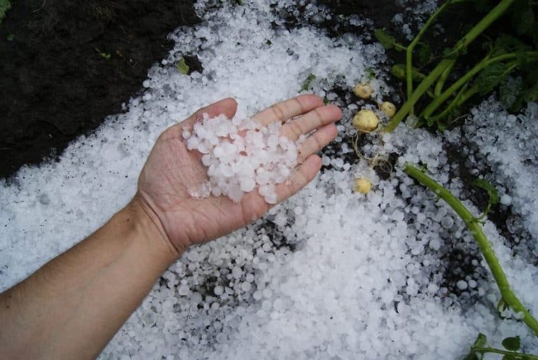 Esoneri per calamità alle aziende agricole: chiarimenti Inps