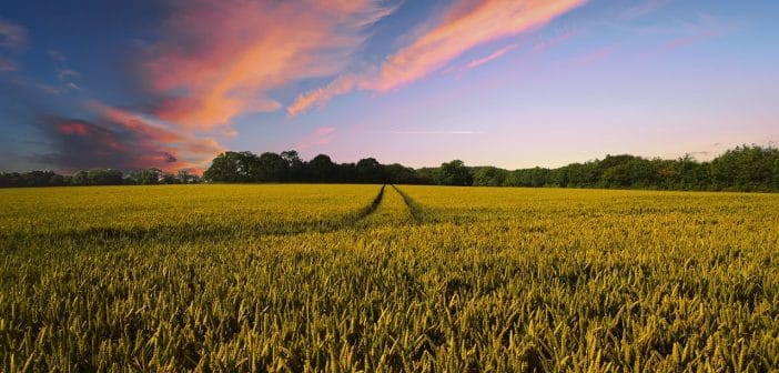 NASpI, cumulabilità con redditi da lavoro autonomo in agricoltura