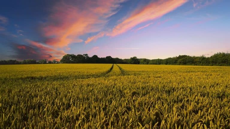 NASpI, cumulabilità con redditi da lavoro autonomo in agricoltura