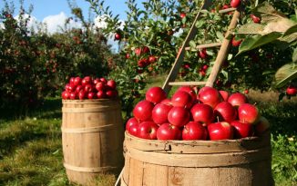 Lavoratori agricoli, contributi obbligatori e volontari per l’anno 2019 Lavoratori agricoli, contributi INPS