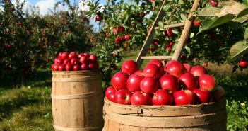 Lavoratori agricoli, contributi INPS