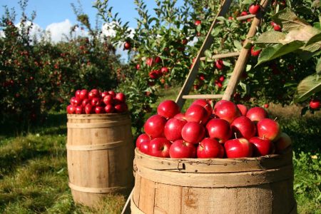 Lavoratori agricoli, contributi INPS