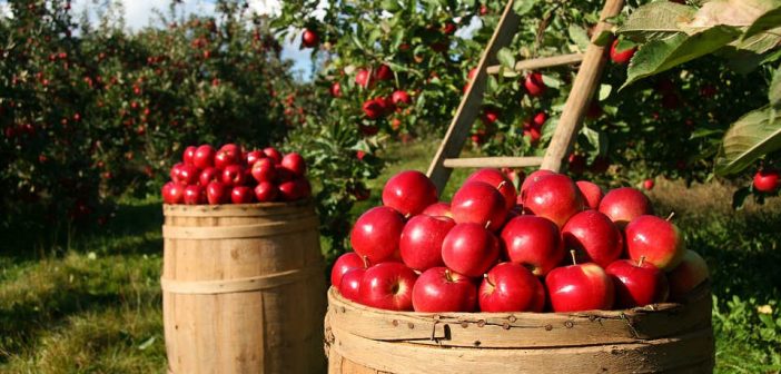 Lavoratori agricoli, contributi INPS