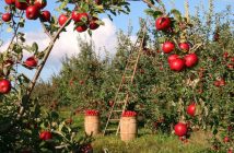 Disoccupazione agricola