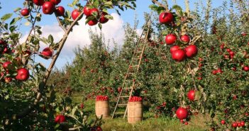 Disoccupazione agricola
