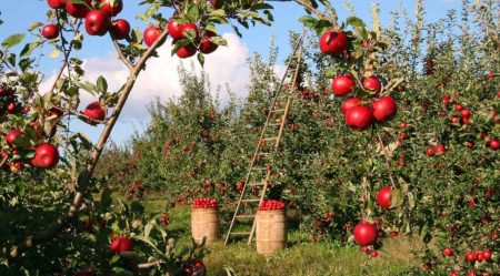 Disoccupazione agricola