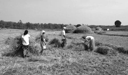 caporalato in agricoltura