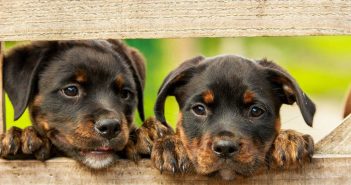 Detrazioni spese veterinarie