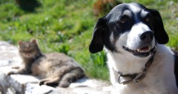 Spese veterinarie detraibili
