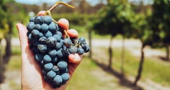 Agevolazioni per i produttori di vino