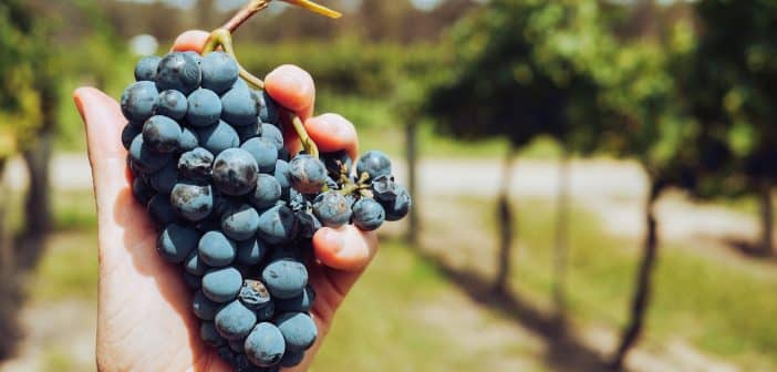 Agevolazioni per i produttori di vino